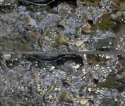 Creek GH2vsFM2-200.jpg