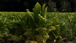 tobacco still.jpg tobacco still.jpg
