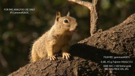 DVXuser-WildlifeFocus-Sq1.jpg