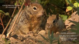 DVXuser-WildlifeFocus-Sq2.jpg