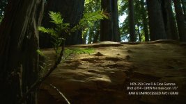 DVXuser-HPX250-Redwood1.jpg