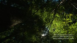 DVXuser-HPX250-Redwood2.jpg