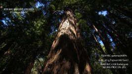DVXuser-HPX3K-Redwood1.jpg