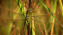 PX270-Railsback-3.jpg PX270-Railsback-3.jpg