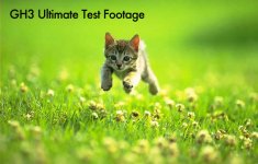 kitten-in-field-GH3.jpg