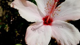 Flower 1.jpg