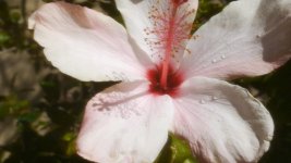 Flower2.jpg