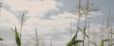 corn.jpg