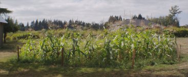 corn2.jpg