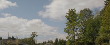 trees.jpg