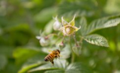 bee_1.jpg