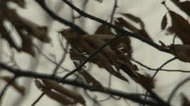 gh2blur1.jpg