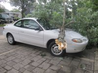 tree on car.jpg tree on car.jpg