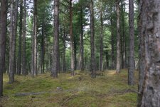 Pine_forest_-_geograph.org.uk_-_59007.jpg Pine_forest_-_geograph.org.uk_-_59007.jpg