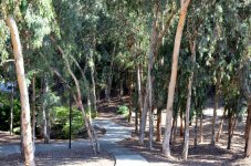 Woods-S.jpg Woods-S.jpg