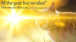 cat.jpg