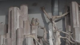 monkeys_prores.jpg monkeys_prores.jpg