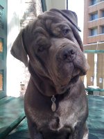 Kodi Bear.jpg