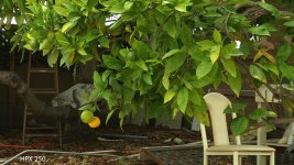 HPX250-HD-CineGamma-ShadedTrees-f8.jpg