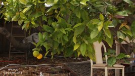 HPX3100-FujinonHA22x7.3-ShadedTree.jpg