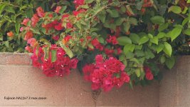 HPX3100-FujinonHA22x7.3maxZoom-LeftWallRoses.jpg