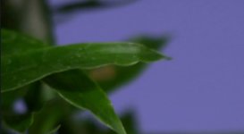 atamos plant.jpg atamos plant.jpg