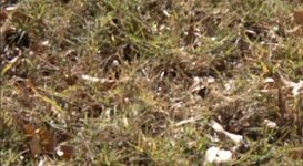 af grass.jpg af grass.jpg