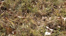 atamos grass.jpg atamos grass.jpg