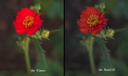 reflower.jpg reflower.jpg