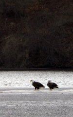 2012 Bald Eagle Pair HH-09.jpg 2012 Bald Eagle Pair HH-09.jpg