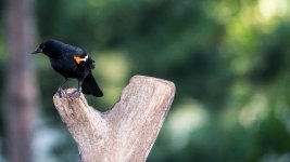 2012 Red-Winged Blackbird HH-1.jpg 2012 Red-Winged Blackbird HH-1.jpg