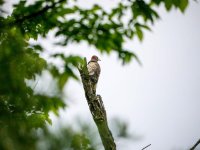 2013 GH2 Northern Flicker Park07.jpg 2013 GH2 Northern Flicker Park07.jpg