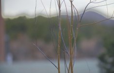 bokeh.jpg bokeh.jpg