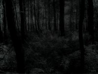 dark-forest_00223493.jpg dark-forest_00223493.jpg