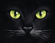 cats-eyes.jpg cats-eyes.jpg