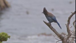 DVXUser_HA25x16-TS-P58A-BlueJay2.jpg