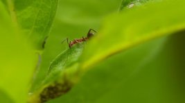 Zombie Ants_K2-2.jpg