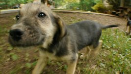 Fisheye pup.jpg Fisheye pup.jpg
