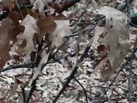 AVCHD_cropped.jpg AVCHD_cropped.jpg