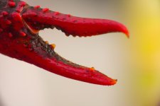 Crawfish Pincher.jpg Crawfish Pincher.jpg
