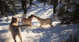 dags KD 5207.jpg dags KD 5207.jpg