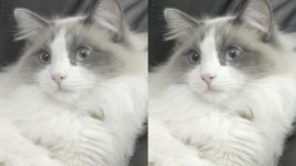 CatTest.jpg