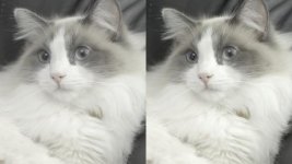CatTest_466953.jpg
