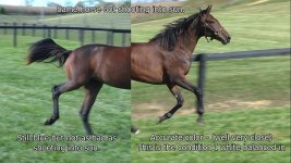 horse2.jpg horse2.jpg