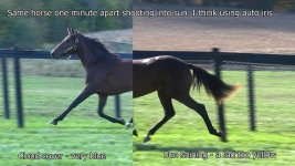 horse1.jpg horse1.jpg