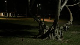 Tree1.jpg