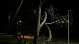 Tree2.jpg