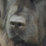 DogNose.jpg DogNose.jpg
