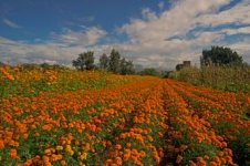 Marigolds_Xoxo.jpg Marigolds_Xoxo.jpg