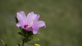 flower.jpg